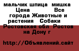 мальчик шпица (мишка) › Цена ­ 55 000 - Все города Животные и растения » Собаки   . Ростовская обл.,Ростов-на-Дону г.